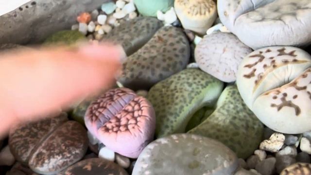 Литопсы/ Lithops. Линяет, или погибает? смотреть онлайн