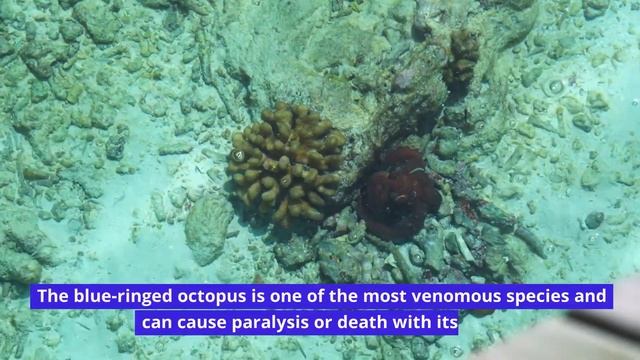 Interesting Facts about Octopus