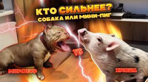 Вы всю жизнь не так воспитывали собак! Мощнейшая заруба булли и собаки 💪