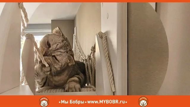 Настенный котодром от Мы Бобры