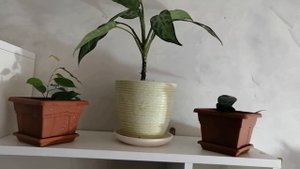 Большая обработка растений зелёным мылом