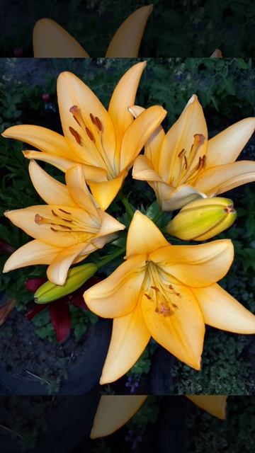 цветы радуются жизни,я добавил человеческий смех. смотреть онлайн