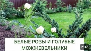 БЕЛЫЕ РОЗЫ И ГОЛУБЫЕ МОЖЖЕВЕЛЬНИКИ. 10.06.2024г.