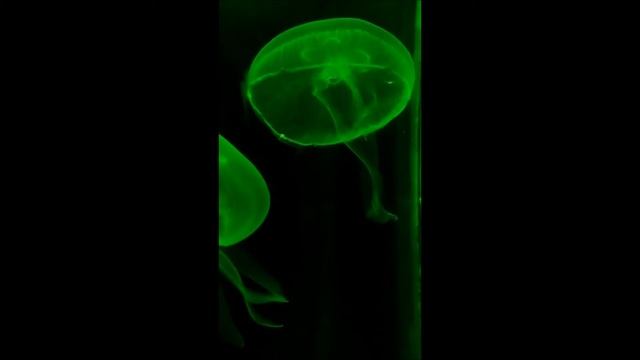 Jellyfish in Green lighting смотреть онлайн
