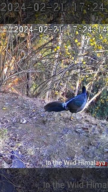 Beautiful Kalij Two Male #wildlife #himalya #shorts смотреть онлайн