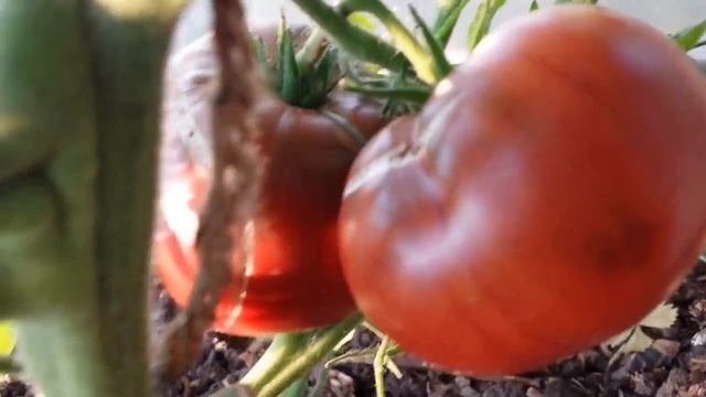 How To Grow Black Russian Tomato/ The Movie смотреть онлайн