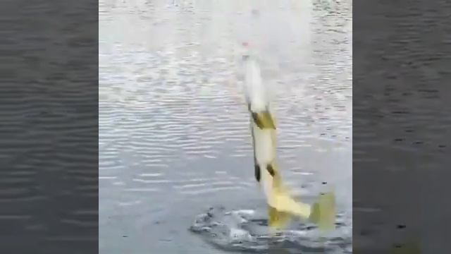 ЩУКА ДЕЛАЕТ СВЕЧКУ - ДВОЙНОЙ ТУЛУП)))рыбалка на щуку, рыбалка на спиннинг смотреть онлайн