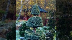 Обрезка ели