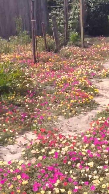 Как растет портулак/Лена life смотреть онлайн