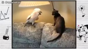 Попугай гопник и котик