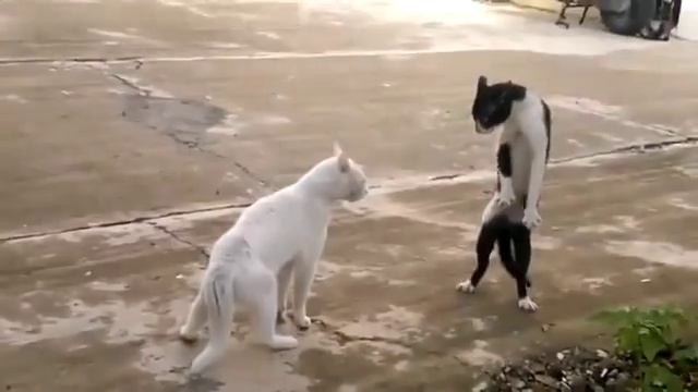 купить р смотреть онлайн