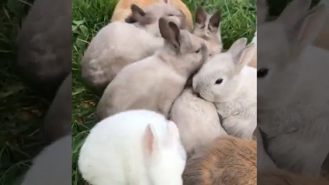 RABBIT | КРОЛИК КРЫЛЬЧАТКА | КУЁН БОЛАЛАРИ ТАМОША