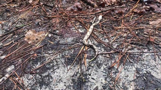 Look at the Little Cutie! (Agkistrodon contortrix) 9-11-2018 смотреть онлайн