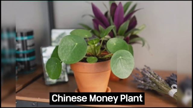 60 Best Indoor Plants that Need low Sunlight with names | Low Light Indoor Plants identification