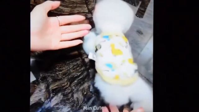 ШПИЦУЛИ-КРАСОТУЛИ (часть 1)🐶SHPICULI-KRASOTULI🐶