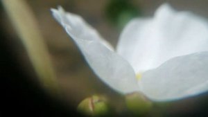 echinodorus berteroi