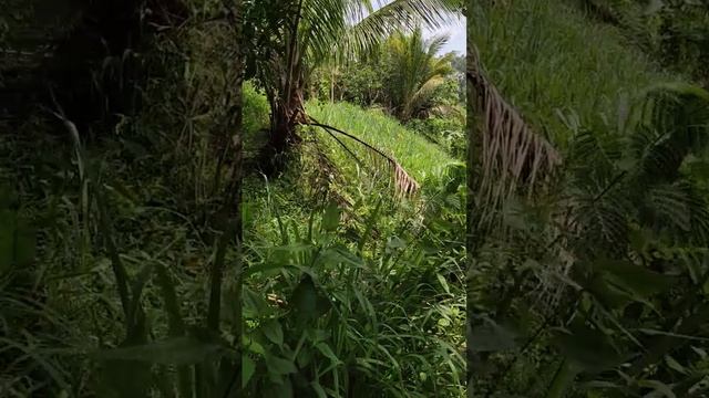 how to grow napier for cow смотреть онлайн