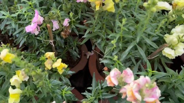 dragonflower/multicolour floweringplant/anthrinium malayalam/easy to grow seasonal plant/Snap drago смотреть онлайн