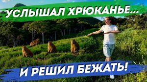 Путь по тропе из Ingleses в Praia Brava. Маршрут через джунгли. Дикий лес Бразилии. Хайкинг.
