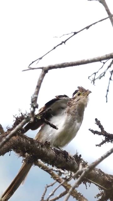 Striped Cuckoo #shorsts #birds #cukko смотреть онлайн