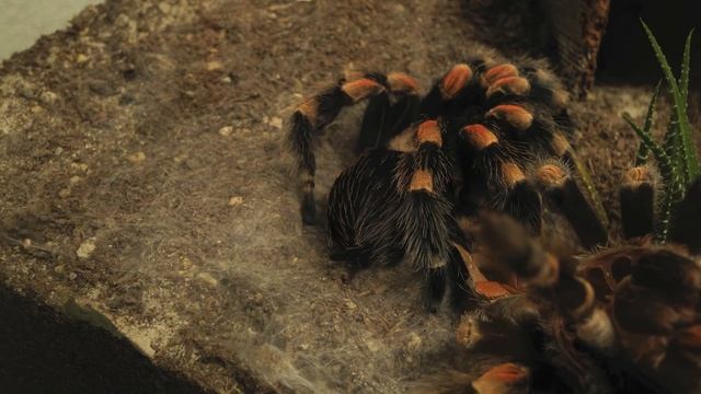 Brachypelma Smithi Molting смотреть онлайн