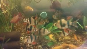 Барбус суматранский вуалевый