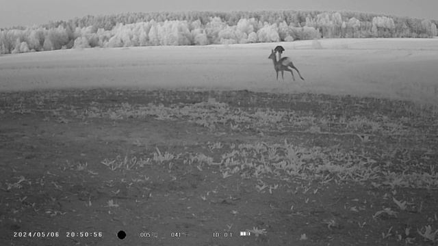 Lapė susitinka su stirna Fox meets deerMedžioklinė kameraTrail Camera Video HC-801A
