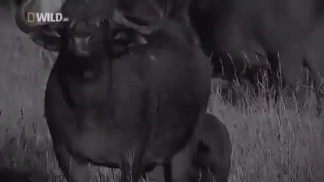 Жестокая охота львов на буйволов 😍Царь зверей Сила прыжка Саванна Африканский лев смотреть онлайн