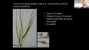 Identification of Stringy-leaved Aquatic Plants