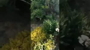 Жимолость Арлекин от Світлани