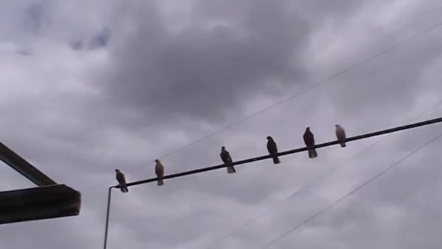 Ежедневные тренировки молодняка смотреть онлайн