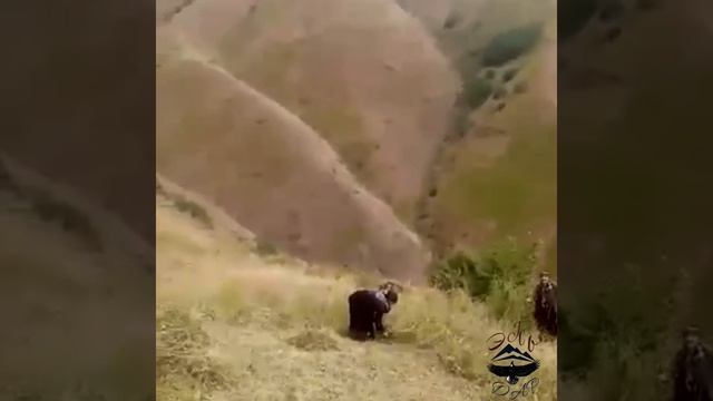 Омар Тахиев