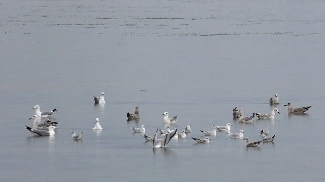 "Чайки на Волге". Видео зарисовка