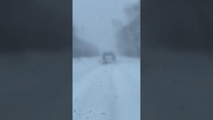 Медведь шатун