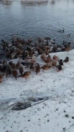 Клëвое видео про уток