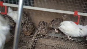 Эстонский и Радонежский перепела