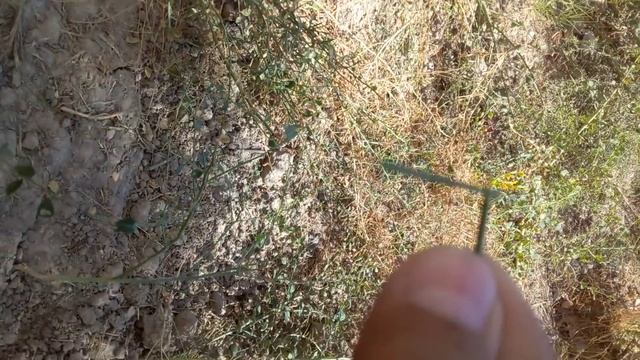 Пистолет из колючки *супер лайфах* смотреть онлайн