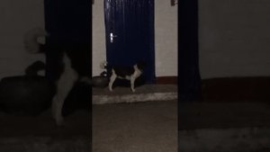 #щенок_и_майский_жук#собака#щенок#майский_жук#смешно#🔥🔥🔥🔥🔥🔥🔥