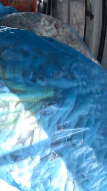 Четыре лапы Ташкент приют. И мы опять с протянутой рукой 29, 01, 2023 3 смотреть онлайн