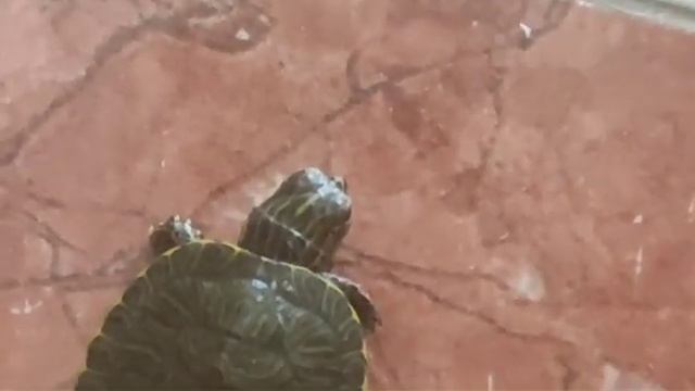 PASEO POR LAS LOSETAS DE AJEDREZ DE SU CASITA! Trachemys scripta elegans o  tortuga de orejas rojas