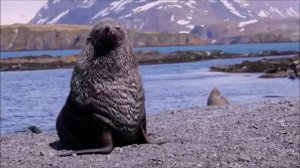 Сура 61 Ряды