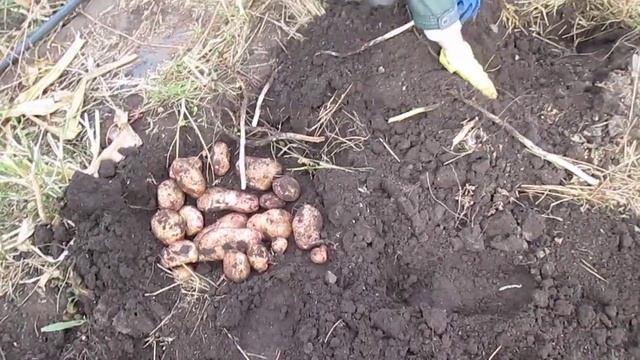 Куст картофеля с одной картофелины.