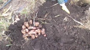 Куст картофеля с одной картофелины.