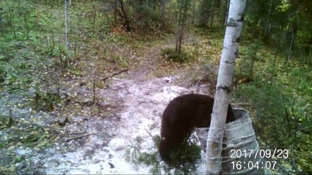 Медведи на приваде #3. Полный. смотреть онлайн