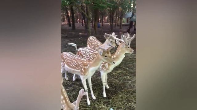 GEYİK ÜRETİM ÇİFTLİĞİ axis geyigi (axis deer) смотреть онлайн