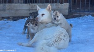 Первый выход щенков