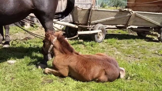 Біля хати смотреть онлайн