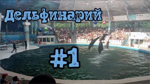 Дельфинарий: Радость и веселье под водой