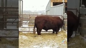 племенной бык