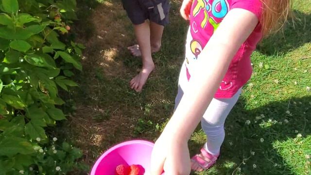 Raspberry harvest / Урожай малины смотреть онлайн